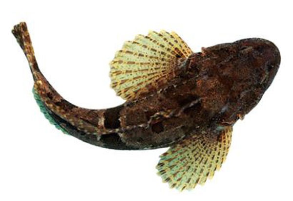 松江四腮鱸魚