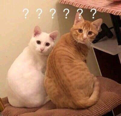 貓.jpeg 貓.jpeg